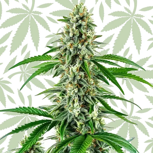 Big White Widow Auto cannabis strain plant