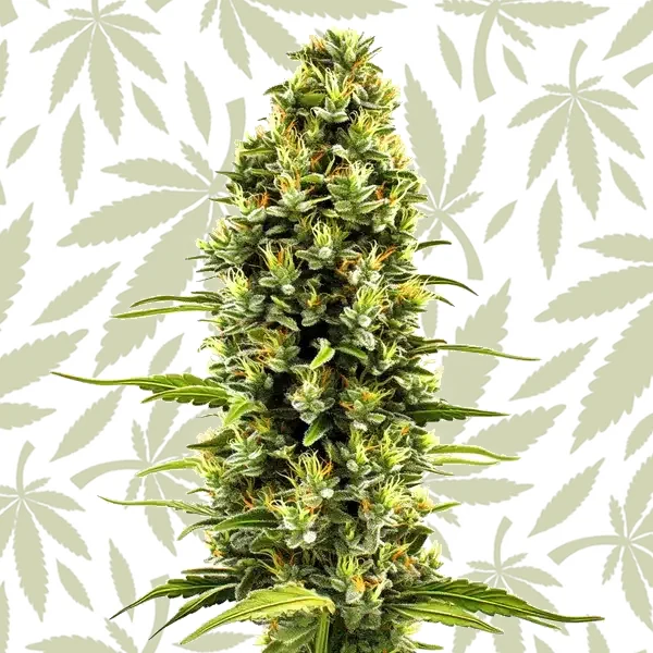 Birthday Cake cannabis strain plant