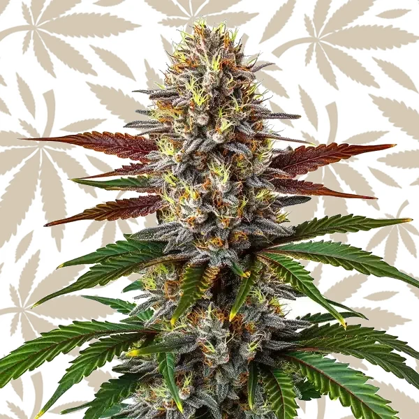Biscotti Mintz cannabis strain plant