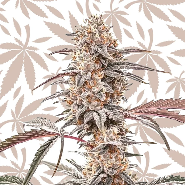 Biscotti cannabis strain plant