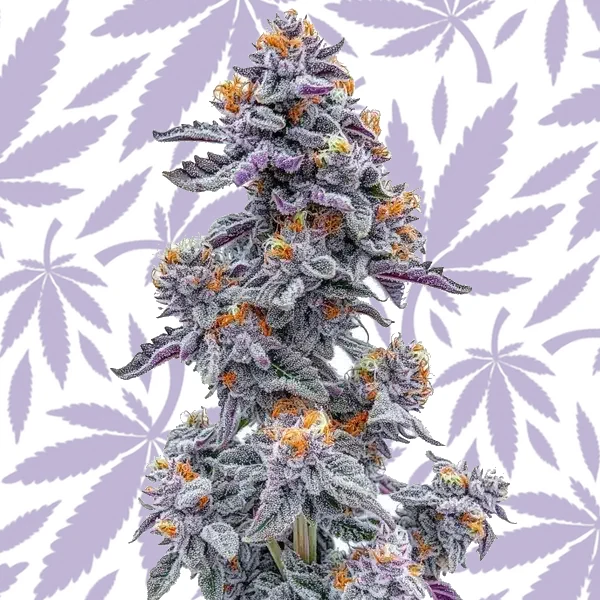 Ooze cannabis strain plant