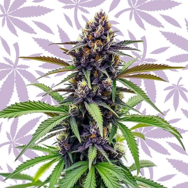 Black Cherry Soda cannabis strain plant