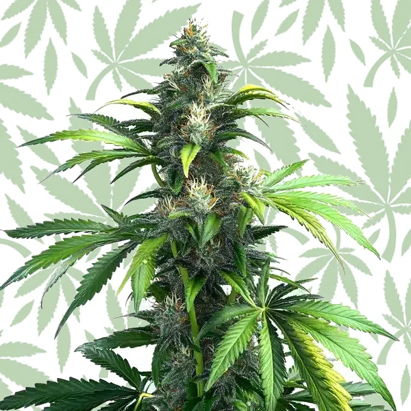 Black Demon OG cannabis strain plant