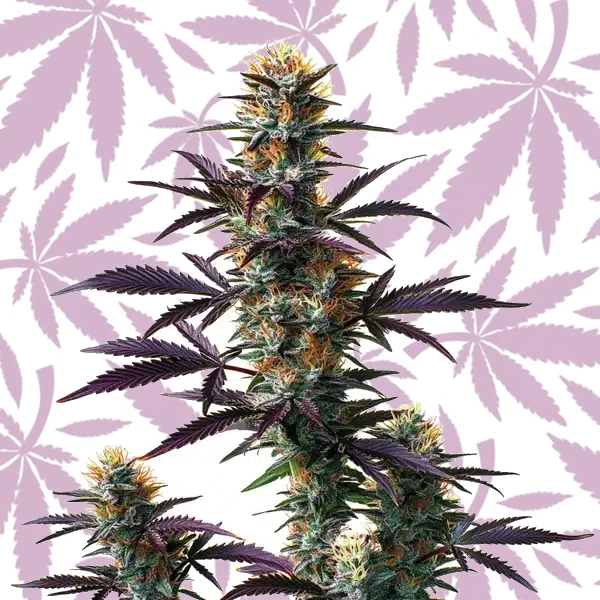 Black Domina Auto cannabis strain plant