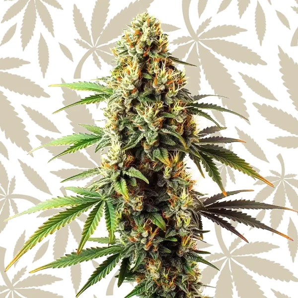 Black Domina Regular cannabis strain plant