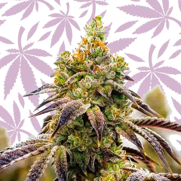 Black Domina x Afghan Kush cannabis strain plant