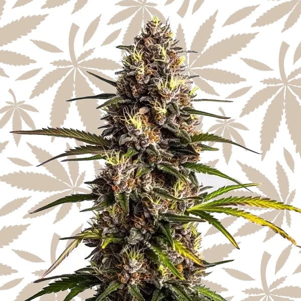 Black Domina x Banana Kush cannabis strain plant