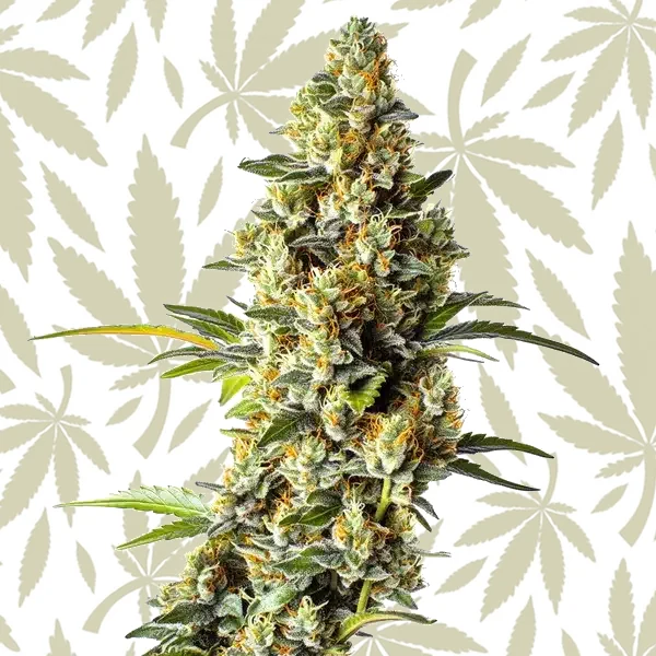 Black Domina x Scott’s OG cannabis strain plant