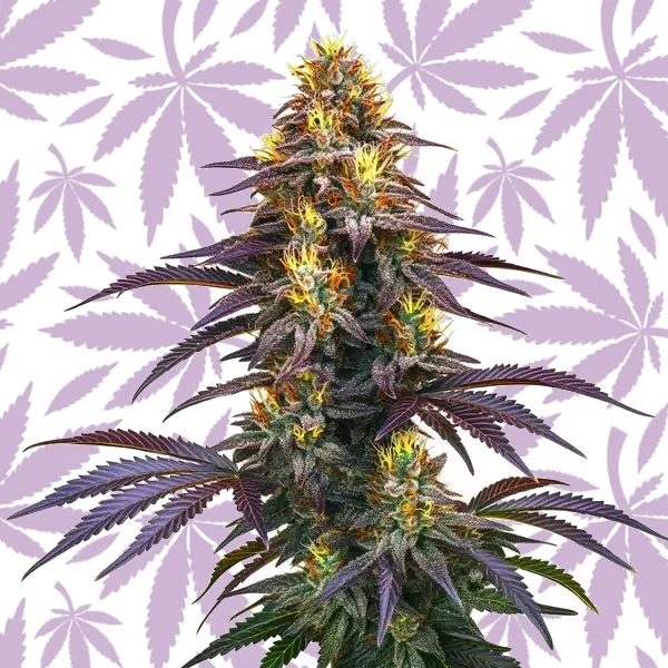 Black Domina cannabis strain plant