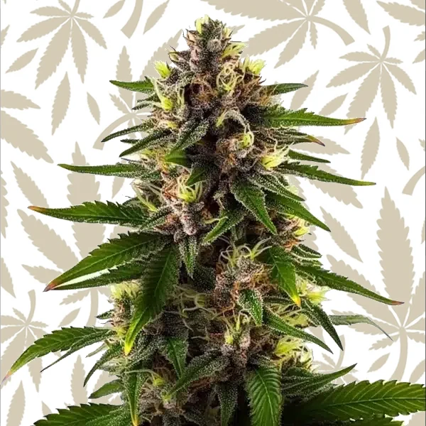 Black Domina Fast Version cannabis strain plant
