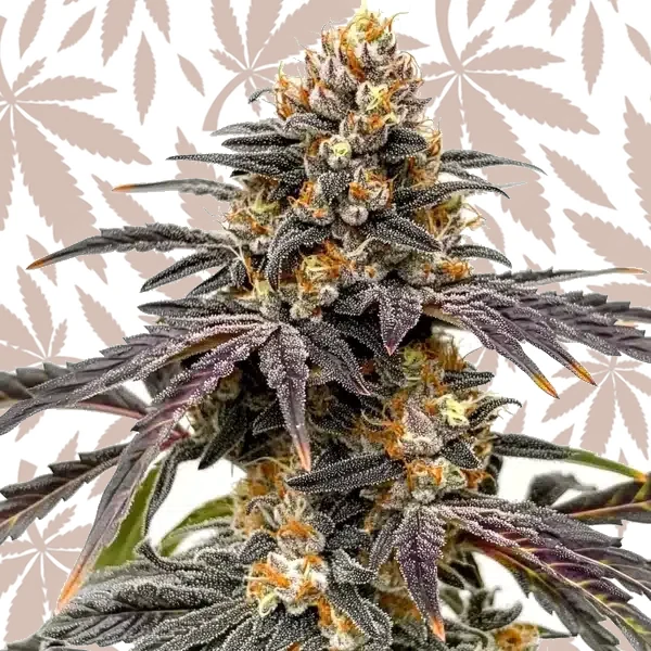 Black Hulk cannabis strain plant