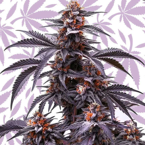 Black Jack Auto cannabis strain plant