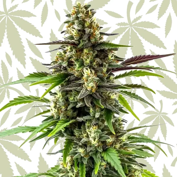 Black Jack cannabis strain plant