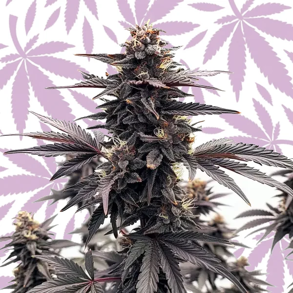 Black Runtz cannabis strain plant