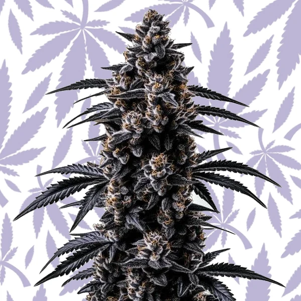 Black Sugar cannabis strain plant
