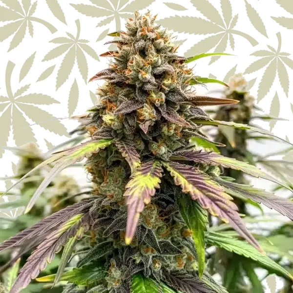 Black Water Purple OG Cheese cannabis strain plant