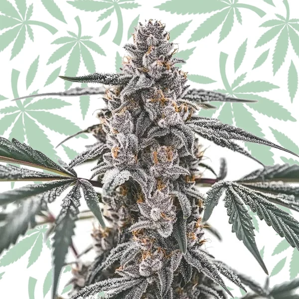 Black Widow cannabis strain plant