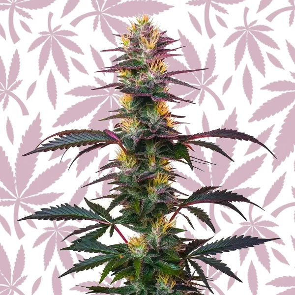 BlackBerry Auto cannabis strain plant