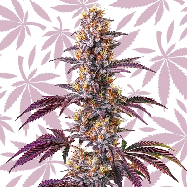 Blackberry Kush cannabis strain plant
