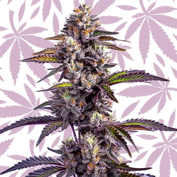 Blackberry Moonrocks Auto cannabis seed pack