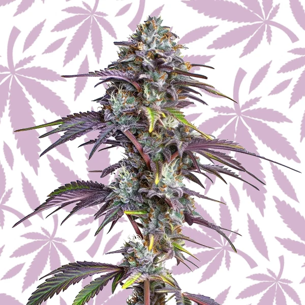 Blackberry Moonrocks cannabis strain plant