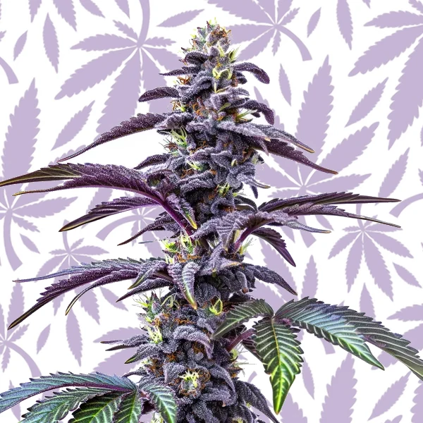 Blackberry Moonstones Auto cannabis strain plant