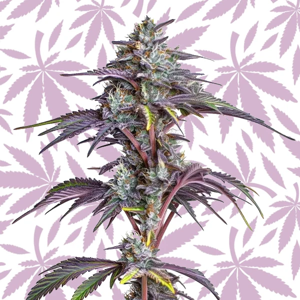 Blackberry Moonstones cannabis strain plant