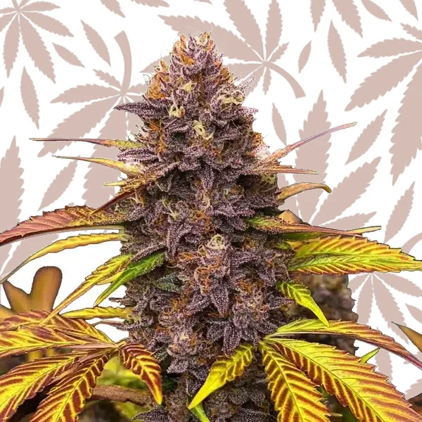 Blackberry Pie cannabis strain plant