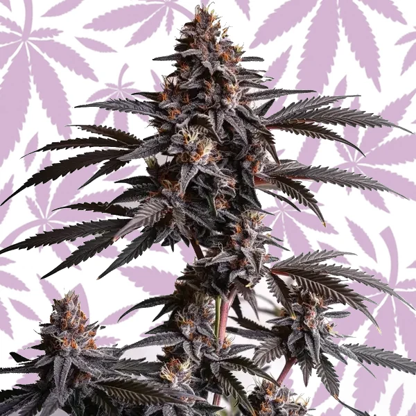 Blood Diamond OG cannabis strain plant