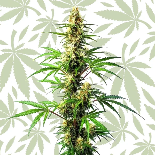 Blue Amnesia Auto cannabis strain plant