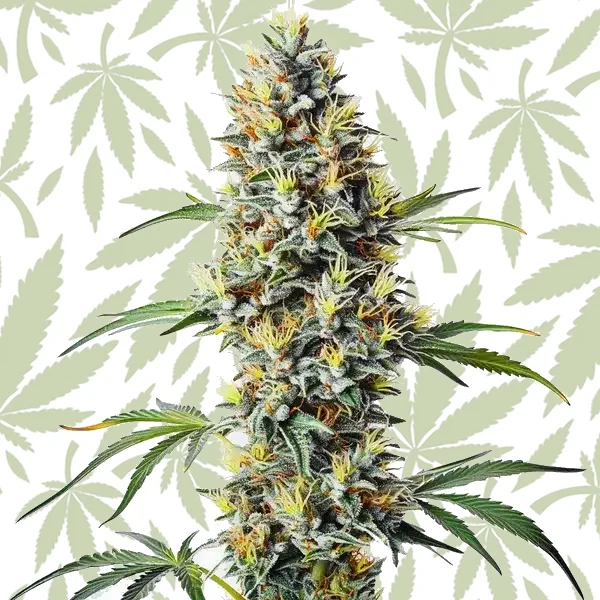 Blue Amnesia Regular cannabis strain plant