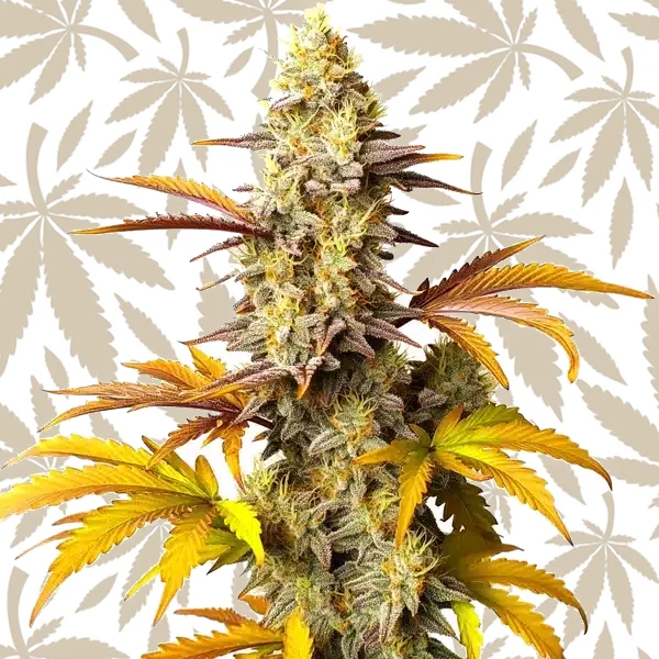 Blue Cheese Autoflower cannabis strain plant