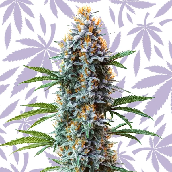 Blue Cheese cannabis strain plant