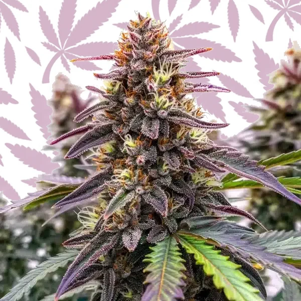 Blue Colombian Kush cannabis strain plant