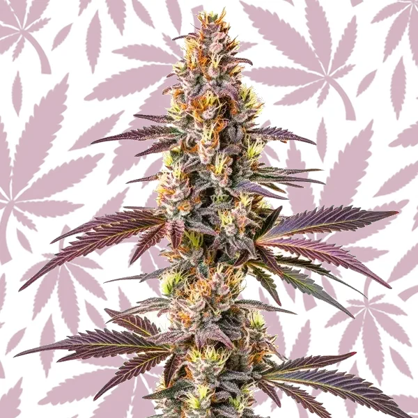 Blue Cookies Fast Version cannabis strain plant