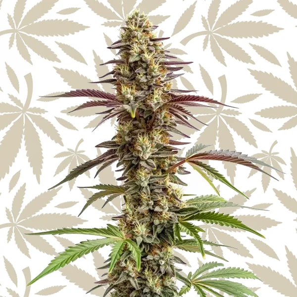 Blue Cookies cannabis strain plant