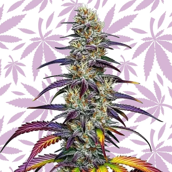 Blue Dream cannabis strain plant