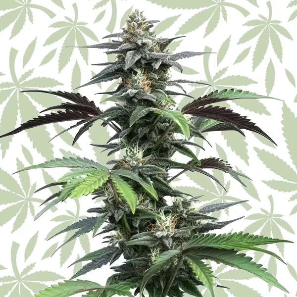 Blue Fruit Auto cannabis strain plant