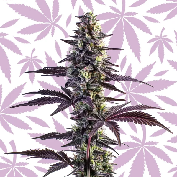 Blue Grape Fuel cannabis strain plant