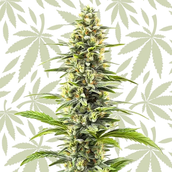 Blue Haze cannabis strain plant