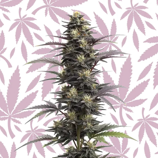 Blue Head Band Auto cannabis strain plant