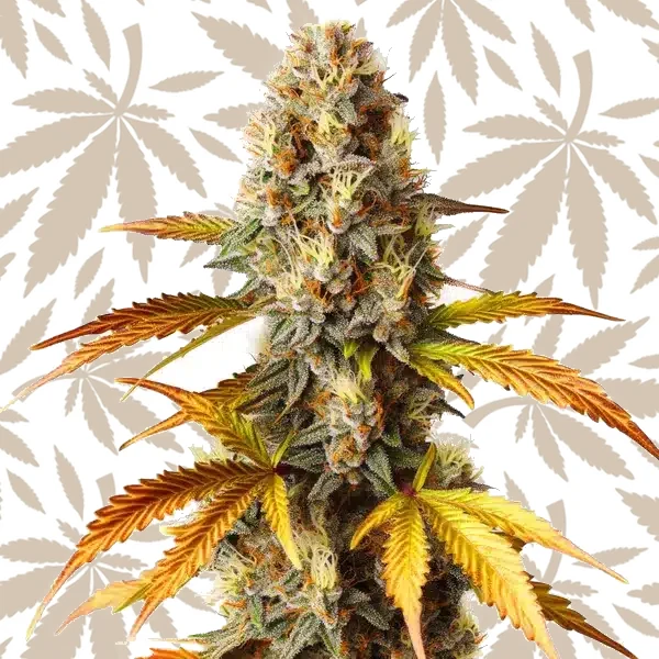 Blue HeadBand cannabis strain plant
