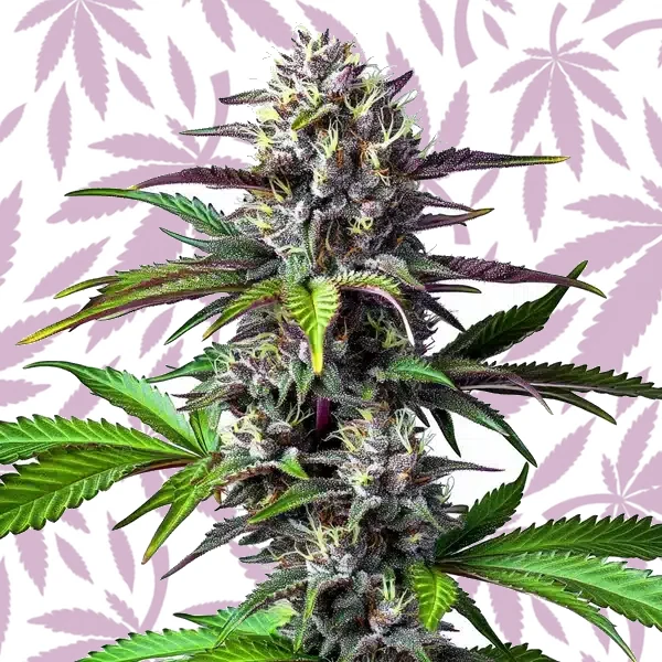 Blue Lobster cannabis strain plant