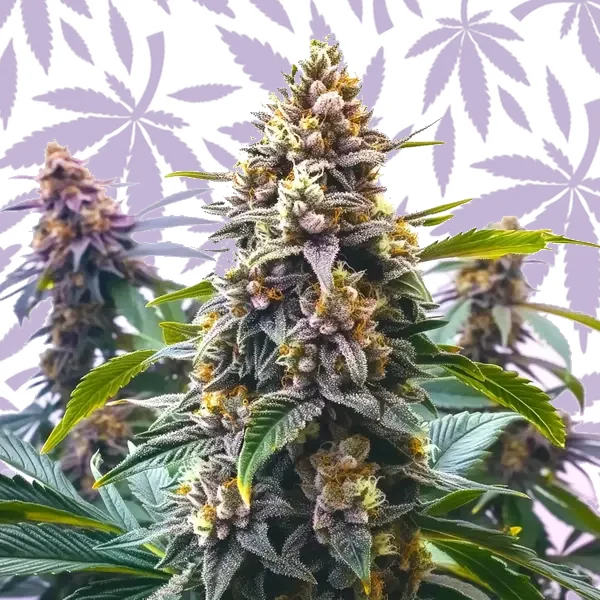 Blue Moonrocks cannabis strain plant