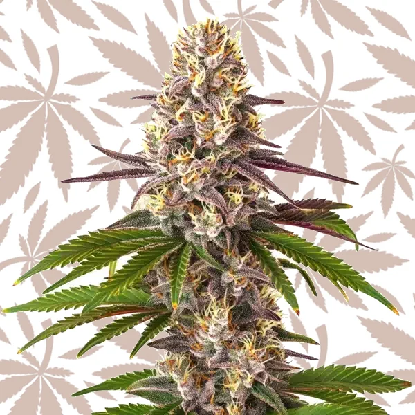 Blue OG Regular cannabis strain plant