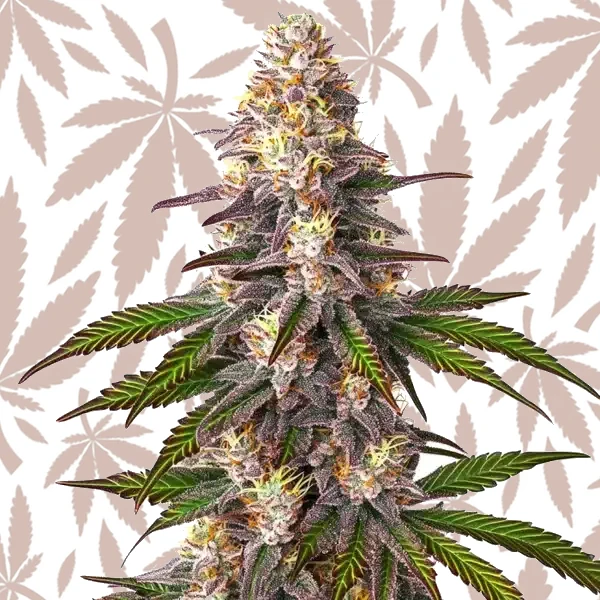 Blue OG cannabis strain plant