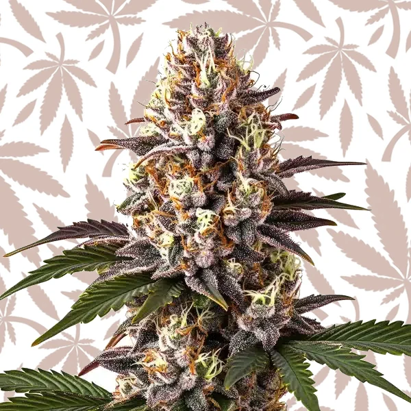 Blue Widow cannabis strain plant