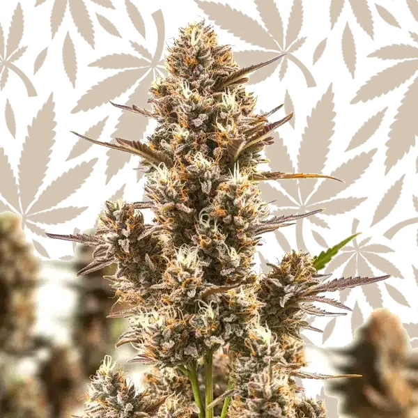Blue Zushi cannabis strain plant