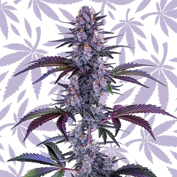 Blueberry Autoflower cannabis strain plant