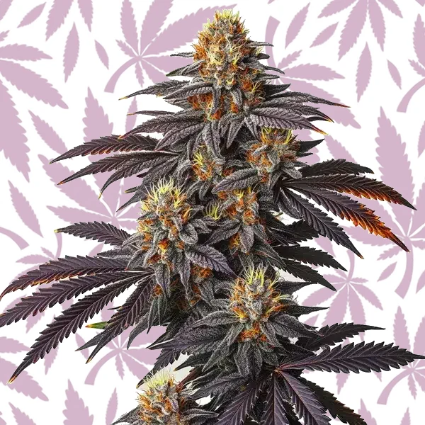 Blueberry Badazz cannabis strain plant